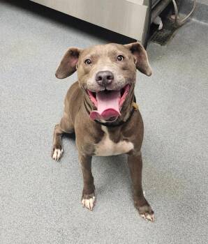July -  Pit Bull Terrier Dog for Adoption in Sapulpa, Oklahoma - July | PetCurious