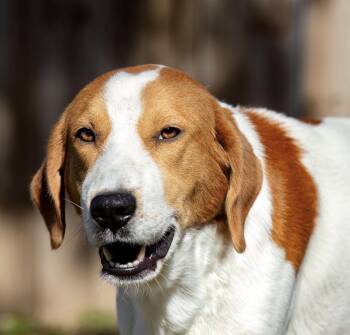 Sweet Gum -  Hound Dog for Adoption in Houston, Texas - Sweet Gum | PetCurious