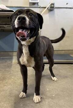 Pit Bull Terrier and Mixed Breed Dogs Available for Adoption in Camarillo, California - PETE | PetCurious