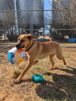 Mixed Breed Dogs Available for Adoption in Saskatoon, Saskatchewan - Frannie | PetCurious