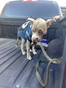 Rescue Pit Bull Terrier and Mixed Breed Dogs for Adoption in Fort Worth, Texas - COWBOY | PetCurious