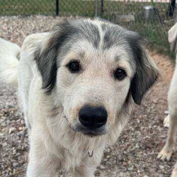 Signa -  Great Pyrenees Dog for Adoption in Pineville, Missouri - Signa | PetCurious