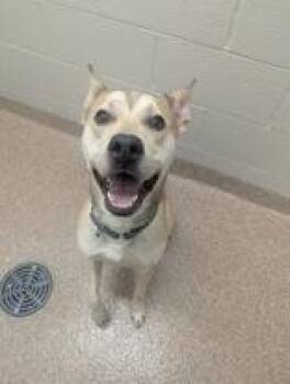 Milo -  Carolina Dog and Labrador Retriever Dog for Adoption in Hudson, New Hampshire - Milo | PetCurious