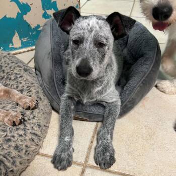Sleepy -  Australian Cattle Dog Blue Heeler Dog for Adoption - Sleepy | PetCurious