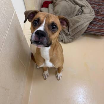 AJ -  Mixed Breed Dog for Adoption in Winston-salem, North Carolina - AJ | PetCurious