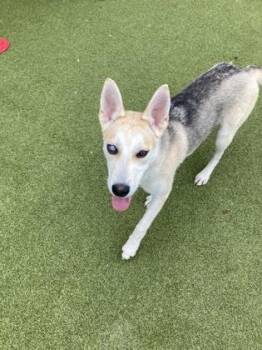 Kennedy -  Mixed Breed Dog for Adoption in Atlanta, Georgia - Kennedy | PetCurious