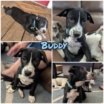 Buddy -  Mixed Breed and Collie Dog for Adoption in Bastrop, Texas - Buddy | PetCurious