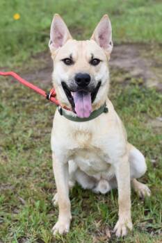 Mixed Breed Dogs Available for Adoption in Houston, Texas - Samwise | PetCurious