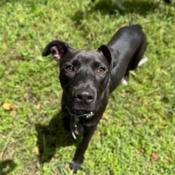 Bryant Lakers -  American Staffordshire Terrier and Pit Bull Terrier Dog for Adoption in Friendswood, Texas - Bryant Lakers | PetCurious