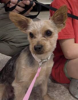 Sunny 0161 -  Yorkshire Terrier Dog for Adoption in Waldorf, Maryland - Sunny 0161 | PetCurious