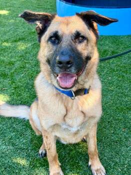 Woody -  German Shepherd Dog Dog for Adoption in Chico, California - Woody | PetCurious