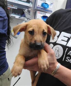 POPPY -  German Shepherd Dog and Mixed Breed Dog for Adoption in Albuquerque, New Mexico - POPPY | PetCurious