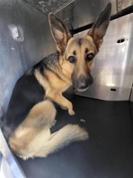 German Shepherd Dog Dogs Available for Adoption - KIARA | PetCurious