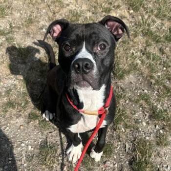 Ukulele -  Mixed Breed Dog for Adoption in Mentor, Ohio - Ukulele | PetCurious