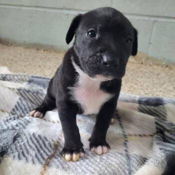 Lilly 5081 -  Mixed Breed Dog for Adoption in Loxahatchee Groves, Florida - Lilly 5081 | PetCurious
