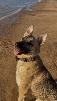 Ace -  German Shepherd Dog Dog for Adoption - Ace | PetCurious