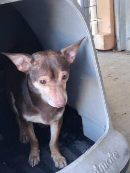 Chihuahua and Mixed Breed Dogs Available for Adoption - Marlin | PetCurious