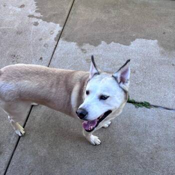 Skye -  Husky Dog for Adoption in Dixon, Illinois - Skye | PetCurious