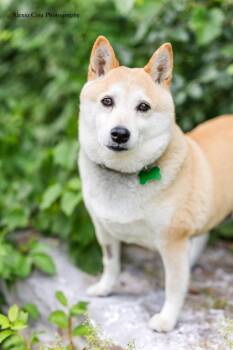 Mochi -  Shiba Inu Dog for Adoption in Drumbo, Ontario - Mochi | PetCurious