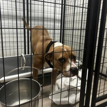 Skadoo -  Terrier and Mixed Breed Dog for Adoption in St. Louis, Missouri - Skadoo | PetCurious