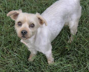 Alvin -  Yorkshire Terrier Dog for Adoption in Monroe, North Carolina - Alvin | PetCurious