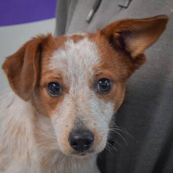 Diwali -  Cattle Dog and Dachshund Dog for Adoption in Huntley, Illinois - Diwali | PetCurious