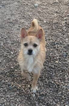 Barbie -  Chihuahua Dog for Adoption in Columbus, Nebraska - Barbie | PetCurious