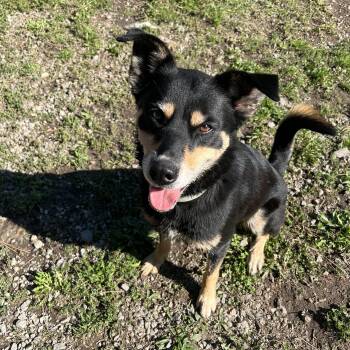 Rescue Siberian Husky Dogs for Adoption in Bonners Ferry, Idaho - Nyx | PetCurious