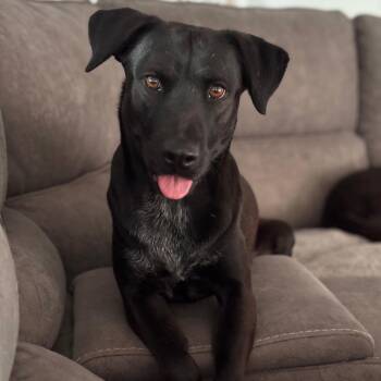 Kudo -  Black Labrador Retriever Dog for Adoption in West Jordan, Utah - Kudo | PetCurious