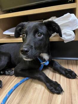 Draco -  Mixed Breed Dog for Adoption in Raleigh, North Carolina - Draco | PetCurious