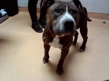 Pit Bull Terrier Dogs Available for Adoption in Martinez, California - PIKACHU | PetCurious