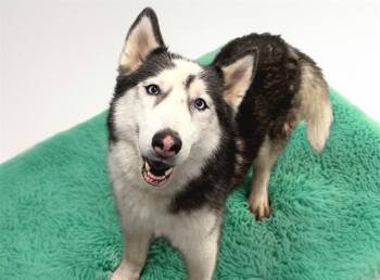 SYBER -  Siberian Husky Dog for Adoption in Fort Lauderdale, Florida - SYBER | PetCurious