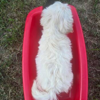 Blankie -  Mixed Breed Dog for Adoption in Jarrettsville, Maryland - Blankie | PetCurious