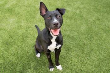 Pit Bull Terrier and Mixed Breed Dogs Available for Adoption - PETE | PetCurious