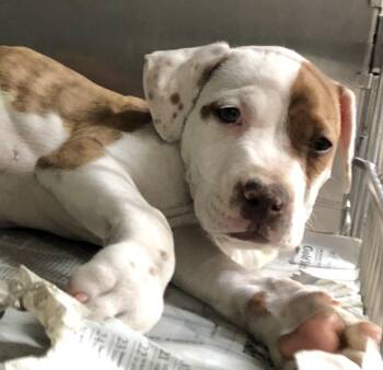 Ranger -  Labrador Retriever and Bulldog Dog for Adoption in Parma, Ohio - Ranger | PetCurious