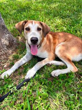 Luke -  American Foxhound Dog for Adoption in Harlingen, Texas - Luke | PetCurious