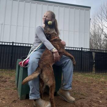 Shepherd and Mixed Breed Dogs Available for Adoption in Roanoke, Virginia - Sundae | PetCurious