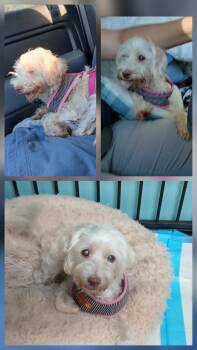 Rescue Maltese Dogs for Adoption in Lonsdale, Arkansas - Annie | PetCurious