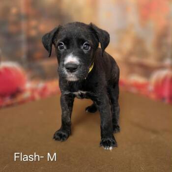 Flash -  Retriever and Mixed Breed Dog for Adoption in Griswold, Connecticut - Flash | PetCurious
