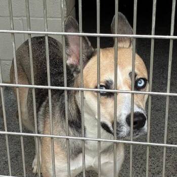 Medusa -  Mixed Breed Dog Available for Adoption in Jeffersonville, Indiana - Medusa | PetCurious