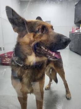 Pen 103 Reed -  German Shepherd Dog Dog for Adoption in Lawrenceville, Georgia - Pen 103 Reed | PetCurious