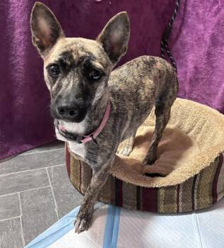 Fox Terrier Dogs Available for Adoption in Eugene, Oregon - Donna | PetCurious