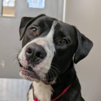 Gideon -  German Shepherd Dog and Pit Bull Terrier Dog for Adoption in Chicago, Illinois - Gideon | PetCurious