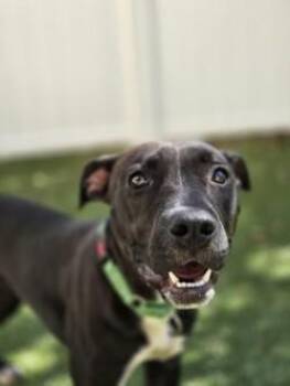 Kenya -  Pit Bull Terrier and Mixed Breed Dog for Adoption in Savannah, Georgia - Kenya | PetCurious