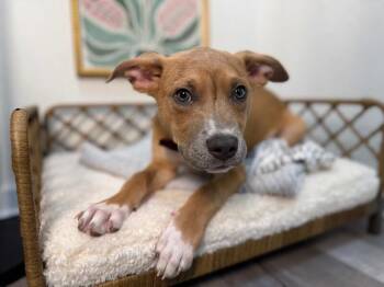 Marley Sunshine -  Pit Bull Terrier and Labrador Retriever Dog for Adoption in Friendswood, Texas - Marley Sunshine | PetCurious