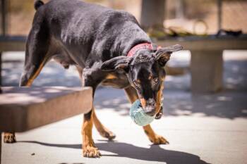 Doberman Pinscher Dogs Available for Adoption in Twentynine Palms, California - Broly | PetCurious