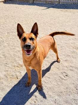 Shepherd and Mixed Breed Dogs Available for Adoption in Muskegon, Michigan - Lucky | PetCurious