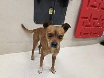 Mixed Breed Dogs Available for Adoption in Honolulu, Hawaii - Grant | PetCurious