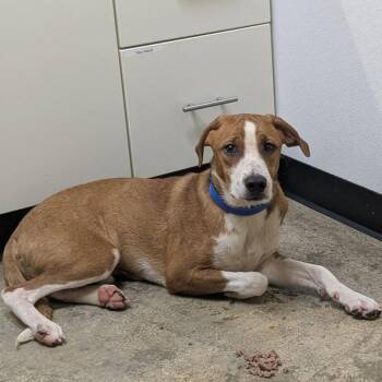 Can -  Retriever and Hound Dog for Adoption in Shinnston, West Virginia - Can | PetCurious
