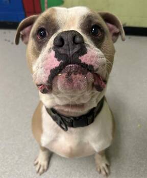 Rescue Pit Bull Terrier Dogs for Adoption in Indianapolis, Indiana - WESTLEY | PetCurious